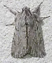 Supralathosea solastella - Hodges#10024.1 - Supralathosea solastella