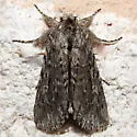 Supralathosea solastella - Hodges#10024.1 - photo 4
