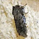 Supralathosea solastella - Hodges#10024.1 - photo 5