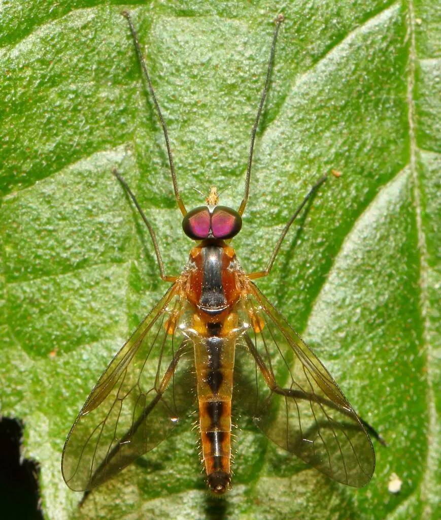 Suragina binominata - photo 2