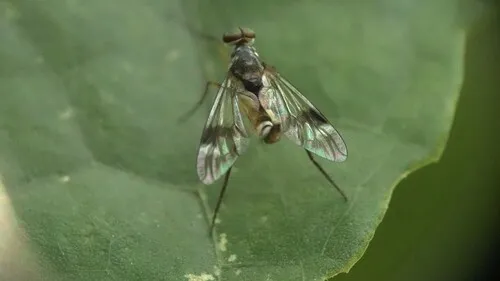 Suragina intermedia