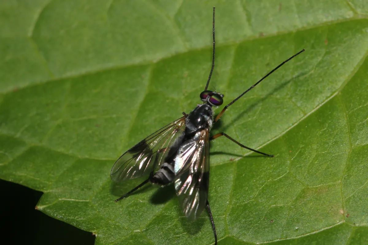 Suragina satsumana