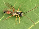 Sussaba pulchella