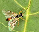 Sussaba pulchella - photo 2