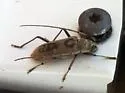 Susuacanga stigmatica - photo 3