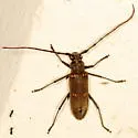 Susuacanga stigmatica - photo 4