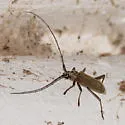 Susuacanga stigmatica - photo 5