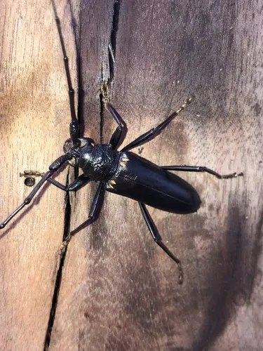 Susuacanga ulkei