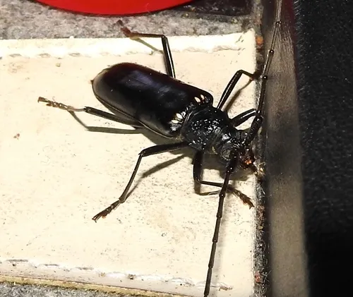 Susuacanga ulkei - photo 2