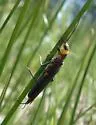 Beautiful Springfly - Susulus venustus