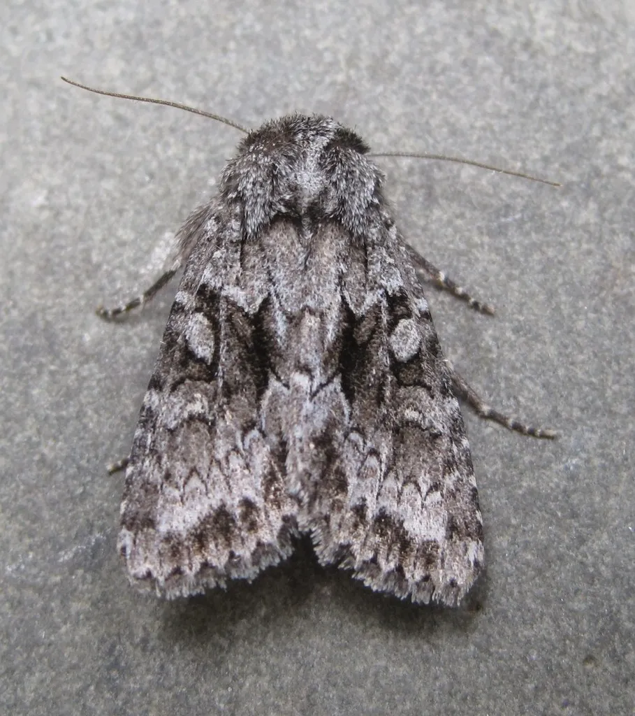 Private Sallow Moth - Hodges#9989 - photo 2