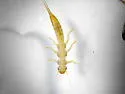 Suwallia forcipata - photo 2