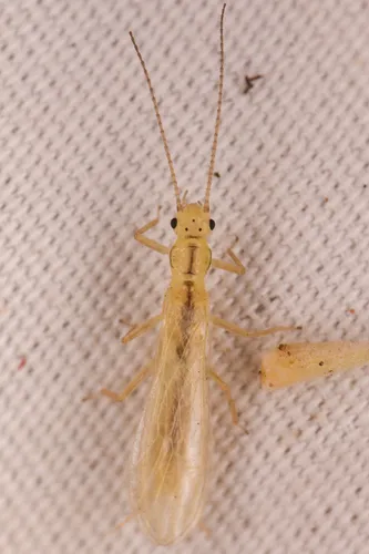 Lined Sallfly