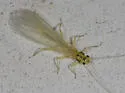 Suwallia marginata