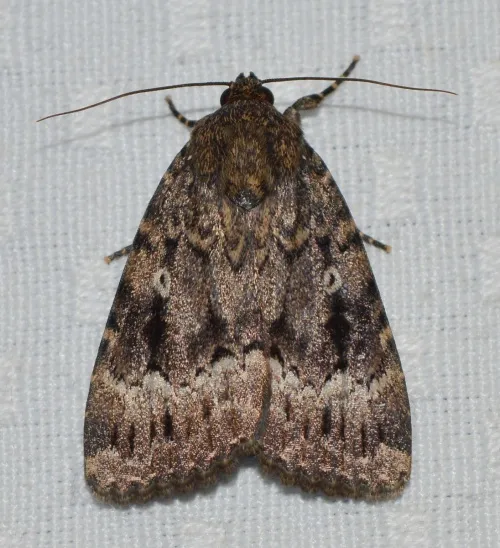 Svensson's Copper Underwing