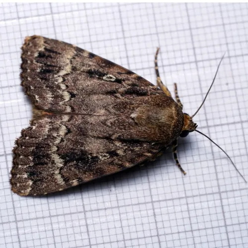 Svensson's Copper Underwing - photo 2