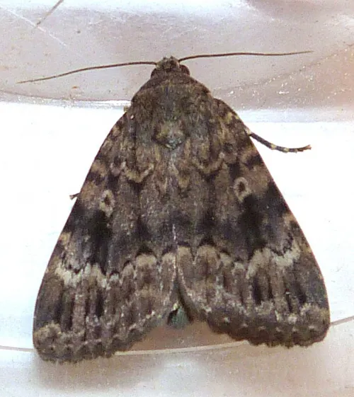 Svensson's Copper Underwing - photo 3
