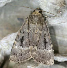 Svensson's Copper Underwing - photo 4
