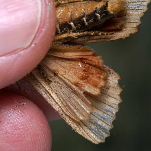 Svensson's Copper Underwing - photo 5
