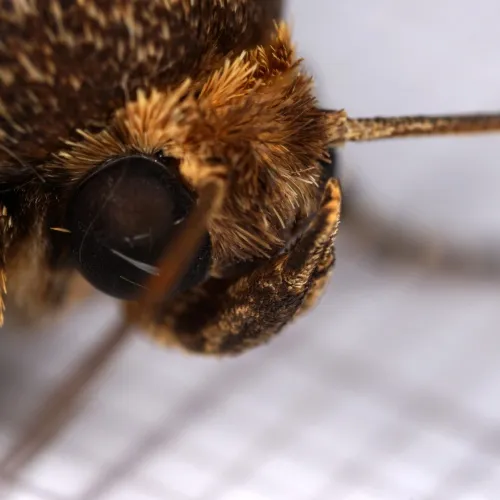Svensson's Copper Underwing - photo 6