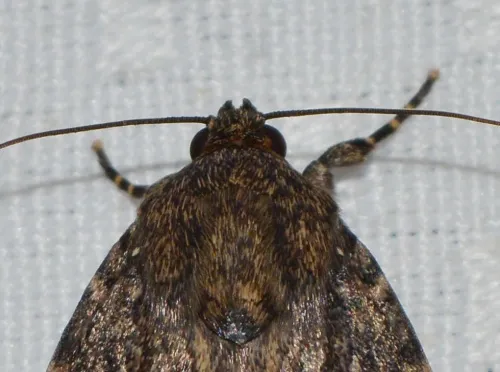 Svensson's Copper Underwing - photo 8