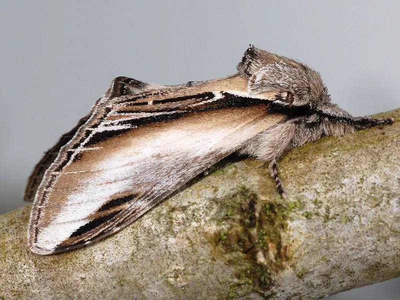 Swallow Prominent - photo 2