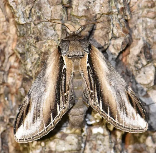 Swallow Prominent - photo 5