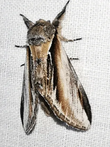 Swallow Prominent - photo 6