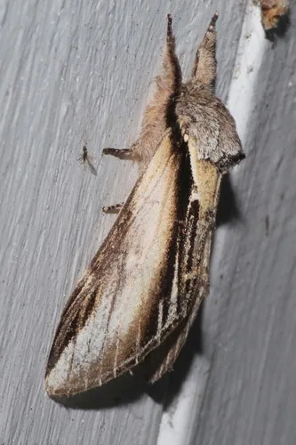 Swallow Prominent - photo 7