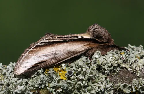 Swallow Prominent - photo 8