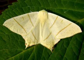 Swallow-tailed Moth - Ourapteryx sambucaria