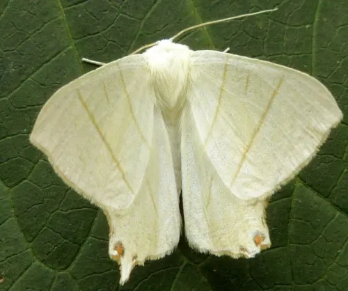 Swallow-tailed Moth - photo 2