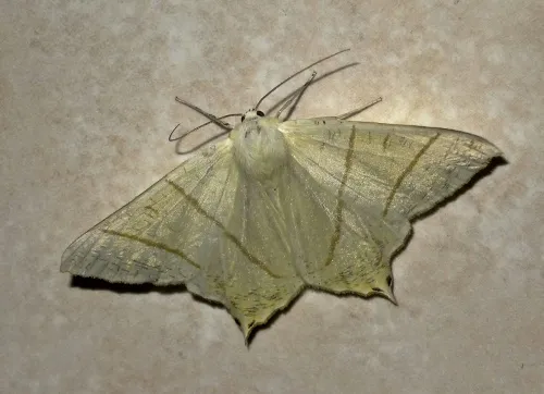 Swallow-tailed Moth - photo 3