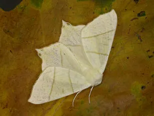 Swallow-tailed Moth - photo 4