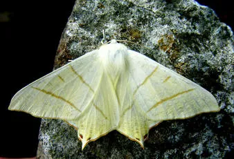 Swallow-tailed Moth - photo 7