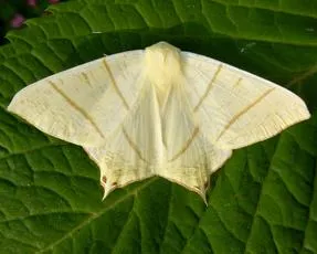 Swallow-tailed Moth - photo 8