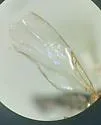 Swammerdamella bispinosa