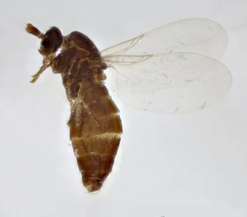 Swammerdamella brevicornis