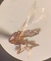 Swammerdamella obtusa