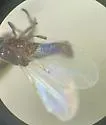 Swammerdamella pusilla