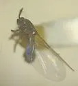 Swammerdamella pygmaea
