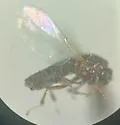 Swammerdamella sagittata
