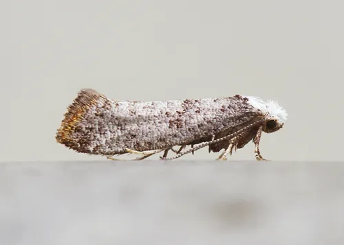 Birch Ermel