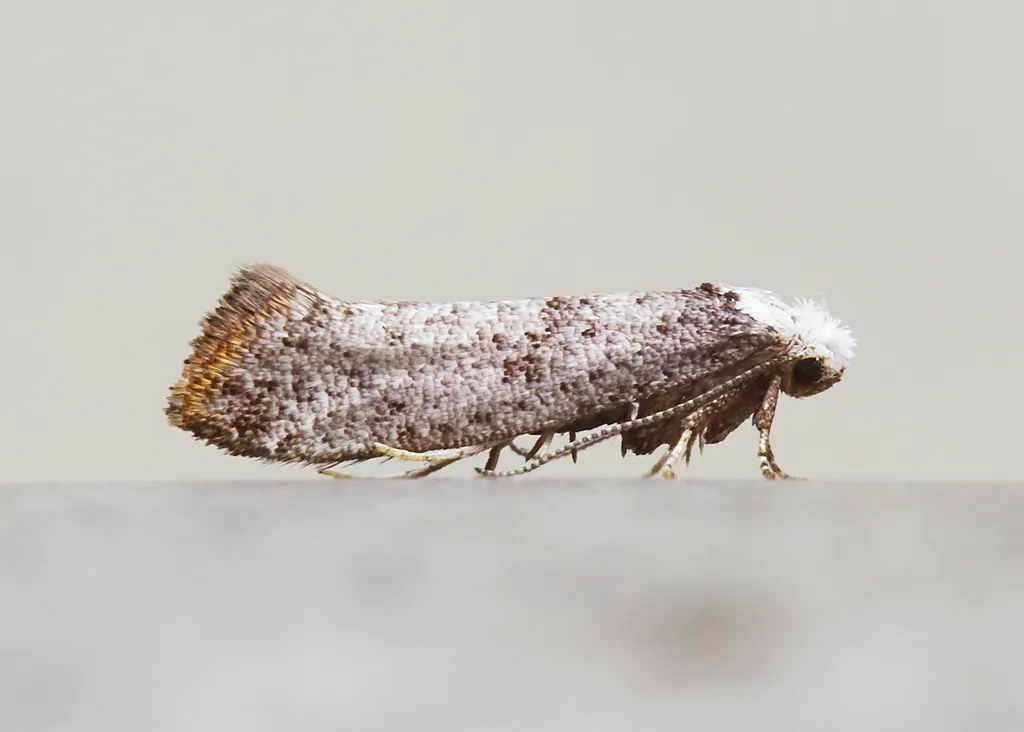Birch Ermel - photo 2