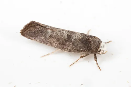 Swammerdamia pyrella