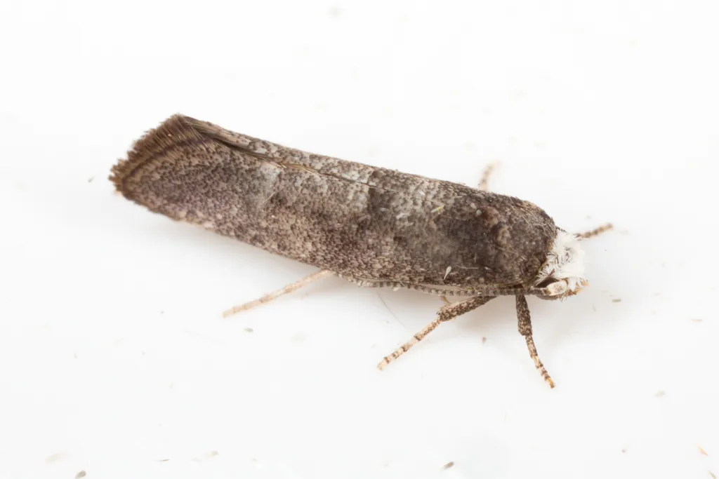 Swammerdamia pyrella - photo 2