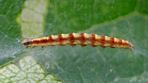 Swammerdamia pyrella - photo 4