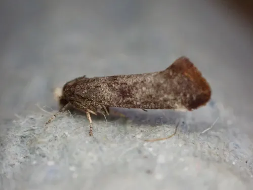 Swammerdamia pyrella - photo 5