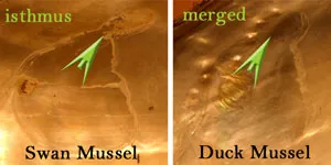 Swan Mussel