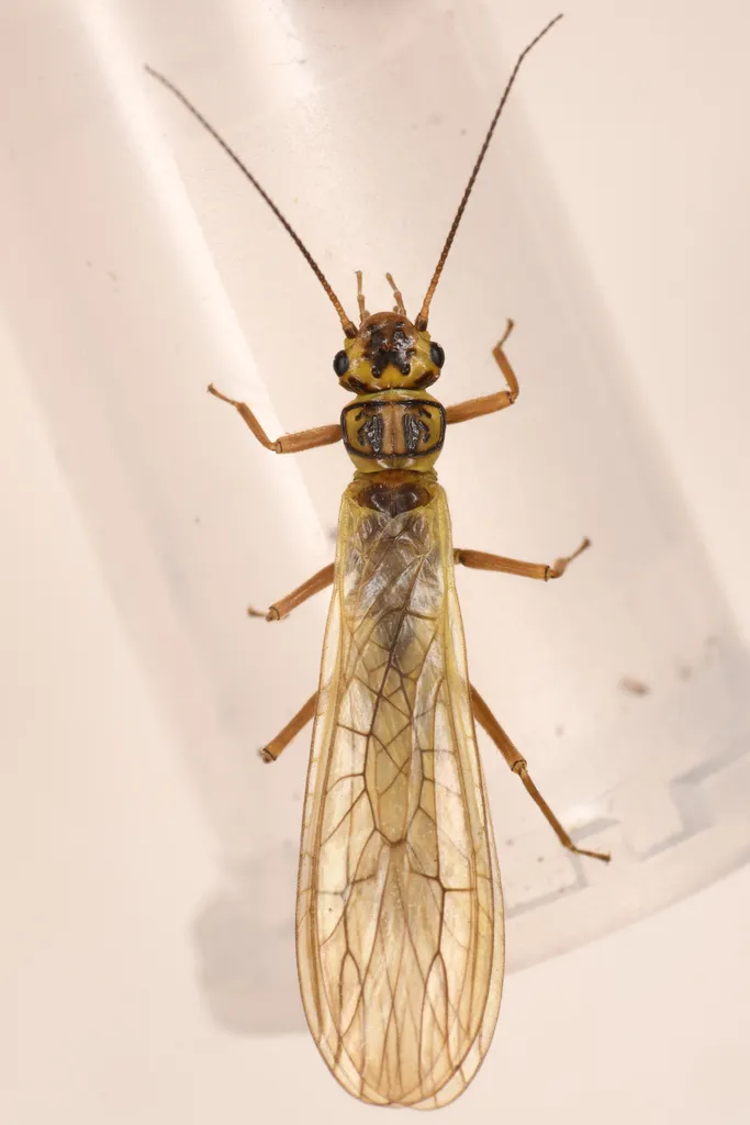 Sweltsa borealis